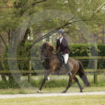 Mee_Hestar_7-7-2024-0M8A4135
