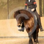 Alfsengi_maart_0M8A7694