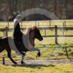 Alfsengi_maart_0M8A8217