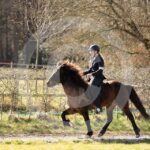 Alfsengi_maart_0M8A8406