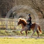 Alfsengi_maart_0M8A8518