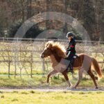 Alfsengi_maart_0M8A8521