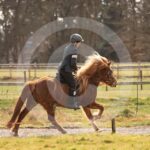 Alfsengi_maart_0M8A8997