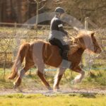 Alfsengi_maart_0M8A9022