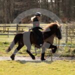 Alfsengi_maart_0M8A9215
