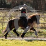 Alfsengi_maart_0M8A9222