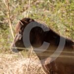 Alfsengi_maart_0M8A9257