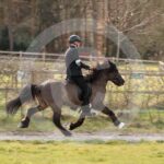 Alfsengi_maart_0M8A9277