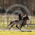 Alfsengi_maart_0M8A9299